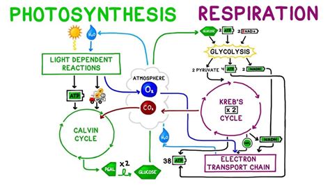 do flowers do photosynthesis? Exploring the Intricate Connection Between Floral Beauty and Cellular Energy Production, Alongside Unconventional Perspectives