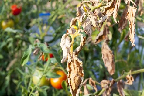 tomato flowers turning brown: What it might signify and how to address the issue