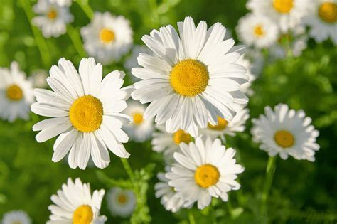 what yellow flowers mean and how they symbolize optimism in various cultures